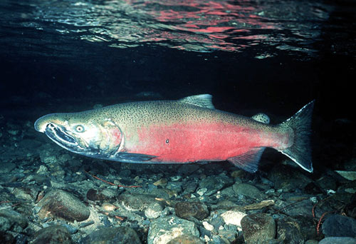NOAA recommends $240 million in fish passage funding